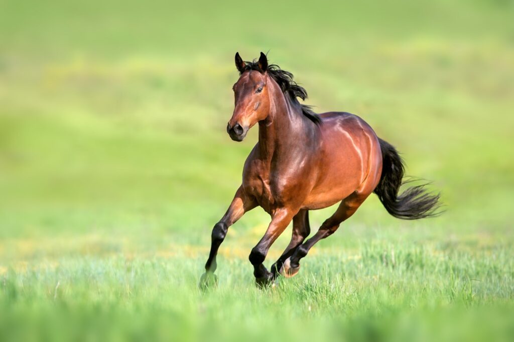 Hoogwaardige paardensupplementen 
voor een eerlijke prijs